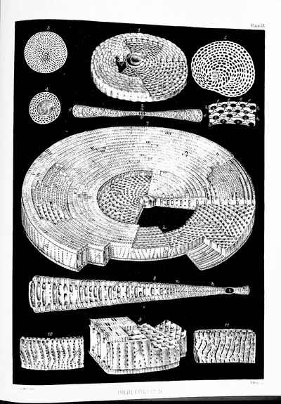 Introduction to the Study of the Foraminifera