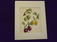 The Flower Grower's Guide: Gooseberries.