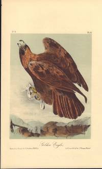 Golden Eagle By John James Audubon Second Edition 1861 From William Chrisant Sons Old Florida Book Shop Abaa Ilab Faba And Bibliocom
