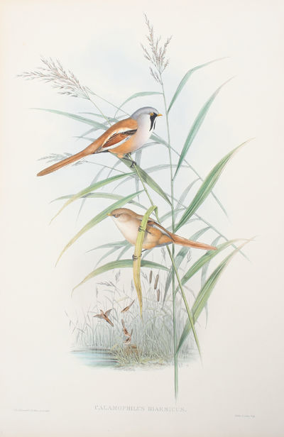 Calamophilus Biarmicus. Bearded Tit.