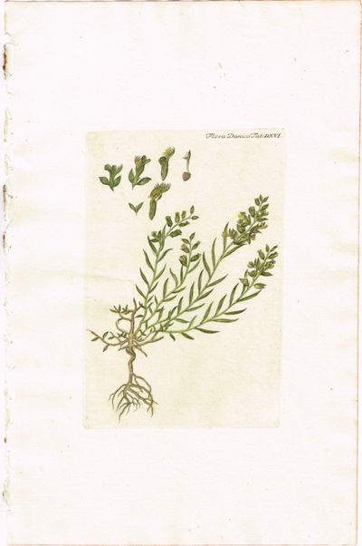 Tab. DXVI. Polygata vulgare (Blåfjær). Utg. av…