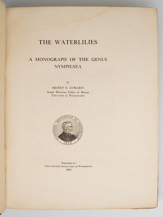 The Waterlilies
