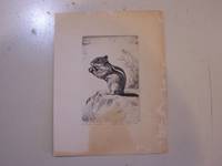 image of Chipmunk