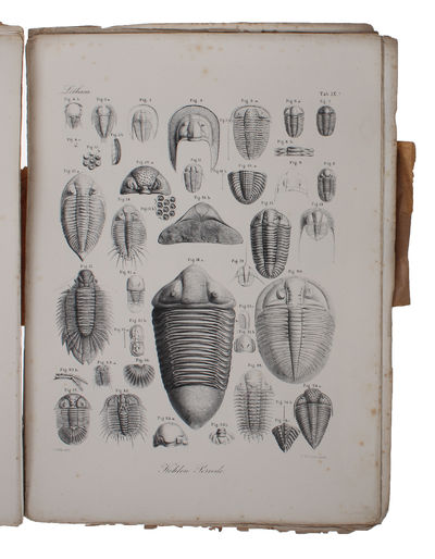Atlas zu H.G. Bronn's Lethaea Geognostica oder…