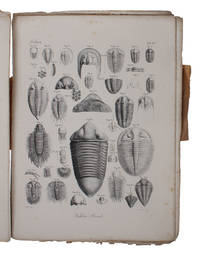 Atlas zu H.G. Bronn's Lethaea Geognostica oder Abbildung und Beschreibung der für die...