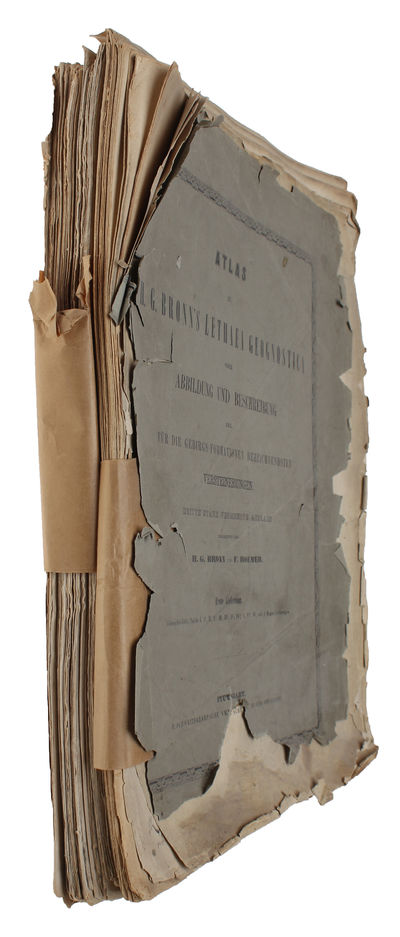 Atlas zu H.G. Bronn's Lethaea Geognostica oder Abbildung und Beschreibung der für die Gebirgs-Formationen bezeichnendsten Versteinungen. Dritte, stark ver. Auflage. (photo 2)