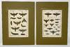 Sphinx, Pl. 65 & 67 [Moths], Histoire Naturelle, Insectes