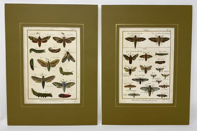 Sphinx, Pl. 65 & 67 [Moths], Histoire Naturelle, Insectes