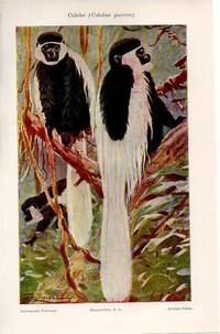 cover of LAMINA V10580: Colobo o colubus guereza