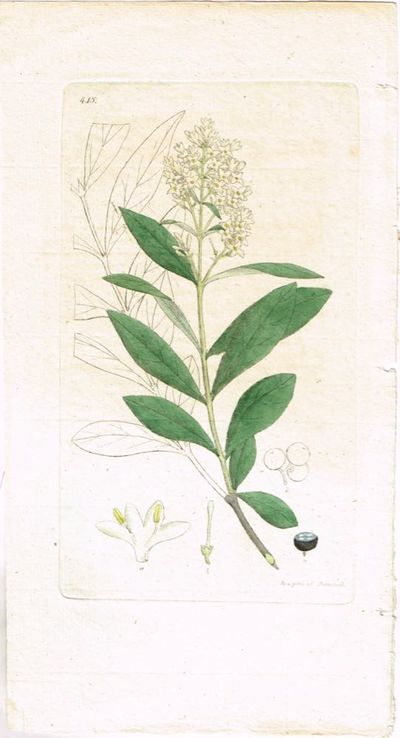 Pl. 415. (Liguster / Ligustrum Vulgare). Fra…