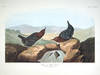 View Image 1 of 2 for American Water Ouzel. From 