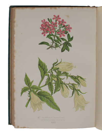 Alpine Plants: Figures and Descriptions of some of the most striking and beautiful of the Alpine Flowers. (First-) Second Series. 2 vols. (photo 3)