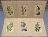 SIX original hand-colored flower prints from Curtis's Botanical Magazine 1840 - each one matted and with accompanying letterpress texts
