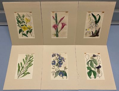 SIX original hand-colored flower prints from Curtis's Botanical Magazine 1840 - each one matted and with accompanying letterpress texts