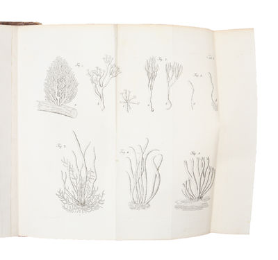 Coryphæi clavarias ramariasque complectentes cum brevi structuræ interioris expositione. Denuo cum adnotationibus editi nec non commentatione de fungis clavæformibus. Accedunt tabulæ IV æneæ. (photo 3)