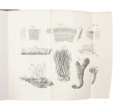 Coryphæi clavarias ramariasque complectentes cum brevi structuræ interioris expositione. Denuo cum adnotationibus editi nec non commentatione de fungis clavæformibus. Accedunt tabulæ IV æneæ. (photo 4)