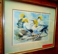 image of CAPE GANNETS