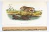 THE BIRDS OF AMERICA, FROM DRAWINGS MADE IN THE UNITED STATES AND THEIR TERRITORIES