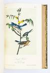 View Image 12 of 40 for THE BIRDS OF AMERICA, FROM DRAWINGS MADE IN THE UNITED STATES AND THEIR TERRITORIES Inventory #ST20103