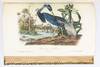 View Image 27 of 40 for THE BIRDS OF AMERICA, FROM DRAWINGS MADE IN THE UNITED STATES AND THEIR TERRITORIES Inventory #ST20103