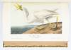 View Image 28 of 40 for THE BIRDS OF AMERICA, FROM DRAWINGS MADE IN THE UNITED STATES AND THEIR TERRITORIES Inventory #ST20103