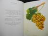 Cépages; Illustrations Extraites de "L'Ampelographie