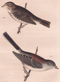 image of Original Handcolored Steel Engraving of the Savannah Sparrow (Passerculus Sandwichensis) and New Mexican Snow Bird (Junco Dorsalis)