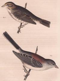 Original Handcolored Steel Engraving of the Savannah Sparrow (Passerculus  Sandwichensis) and New Mexican Snow Bird (Junco Dorsalis)