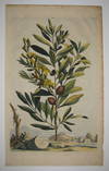 Amygdalus Nana