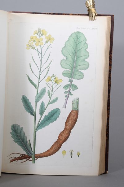 De skandinaviske Landbrugsplanter, fremstillede efter Afbildninger af “Flora Danica”. (photo 3)