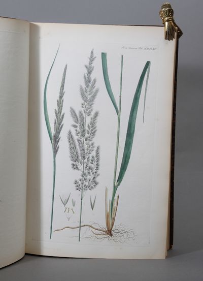 De skandinaviske Landbrugsplanter, fremstillede efter Afbildninger af “Flora Danica”. (photo 4)