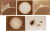 Five Spectroheliograph Photographs of the Sun