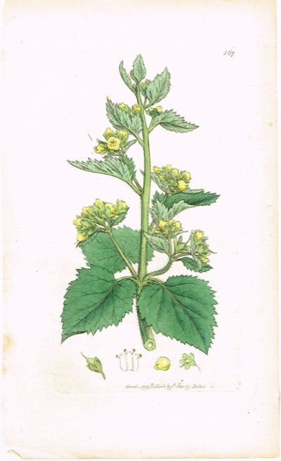Pl. 567. (Vårbrunrot / Scrophularia vernalis /…