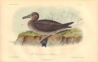 image of The black footed Allatross: Diomedea nigripes