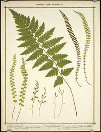 cover of 1. Crested Buckler Fern... 2. Common Maidenhair Spleenwort... 3. Common Maidenhair Spleenwort... 4. Green Spleenwort... 5. Green Spleenwort... 6. Alternate Spleenwort... 7. Alternate Spleenwort... 8. Forked Spleenwort... 9. Forked Spleenwort...
