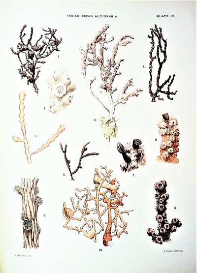 An Account of the Alcyonarians collected by the Royal Indian Marine Survey Ship Investigator in the Indian Ocean. II. The Alcyonarians of the Littoral Area