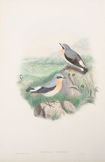 Saxicola Oenanthe. Wheatear.