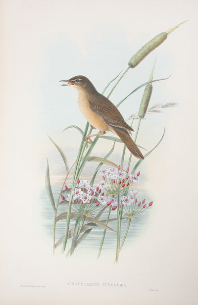 Acrocephalus Turdoïdes. Thrush Warbler.