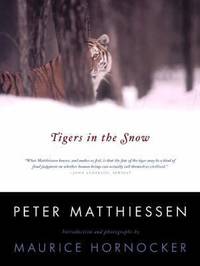 Tigers in the Snow