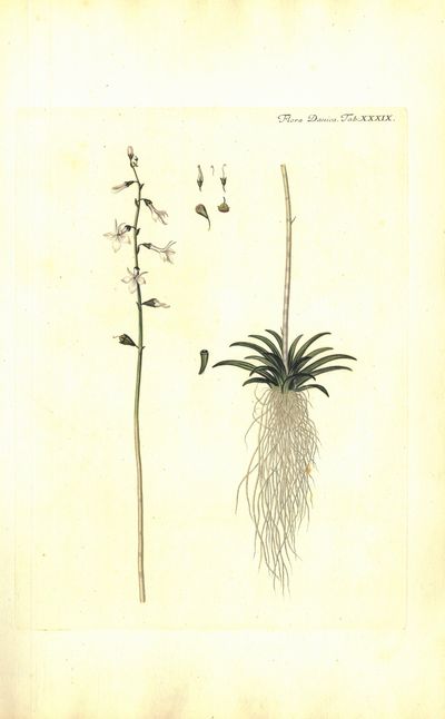 Plansje XXXIX fra Flora Danica. Første hefte.