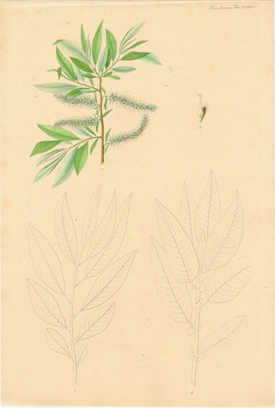 Tab. MMDLI. Salix Smithiana (Namdalspil).