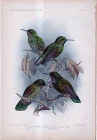 Novitates Zoologicae. A Journal of Zoology in Connection with the Tring Museum. Volume I. PLATE XV ONLY: Dysithamnus Tucuyensis and Eupsychortyx Mocquerysi (pheasant and white-spotted antvireo)