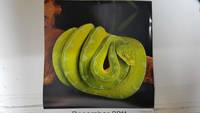 Calendario / Kalender / Calendrier / Calendar: 2011 : Snakes (Serpientes) - lamina 12, Chondronpython viridis (Green tree python)