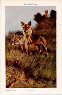 cover of LAMINA V10261: Lobo
