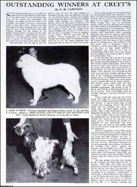 Winners at Cruft's Dog Show : Mrs. P. Ashwell's Poodle ; Mrs. Harris & Mr. L....