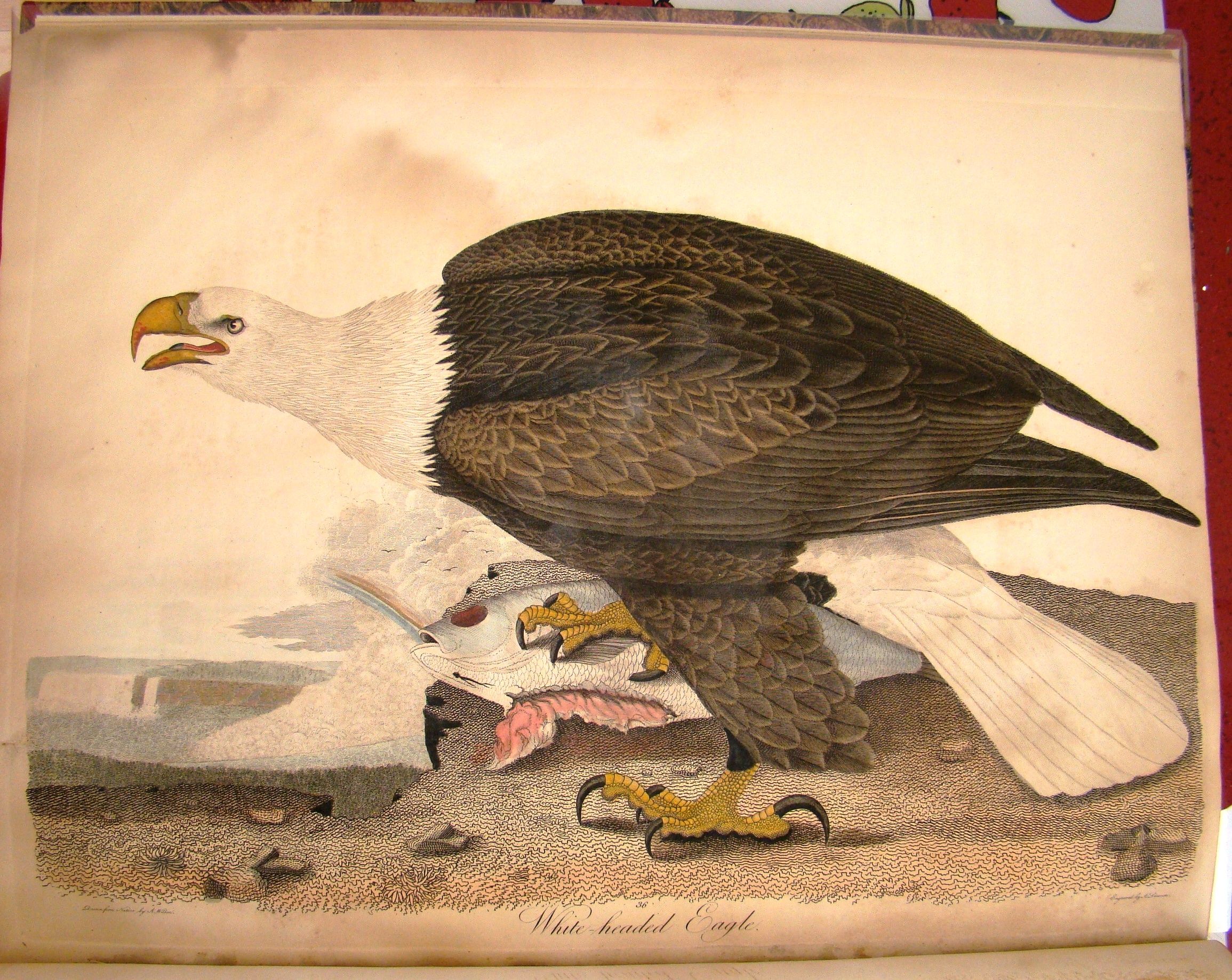 AMERICAN ORNITHOLOGY; OR THE NATURAL HISTORY OF TH