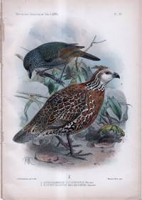 Novitates Zoologicae. A Journal of Zoology in Connection with the Tring Museum. Volume I. PLATE IV ONLY: Metallura Atrigularis and Metallura Baroni (hummingbirds)