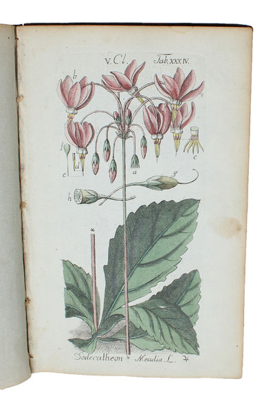(Botanisches Handbuch der mehresten theils in Deutschland wildwachsenden, theils ausländischen in Deutschland unter freiem Himmel ausdauernden Gewächse. (photo 2)