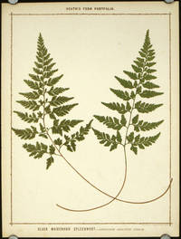 cover of Black Maidenhair Spleenwort - Asplenium Adiantum Nigrum.