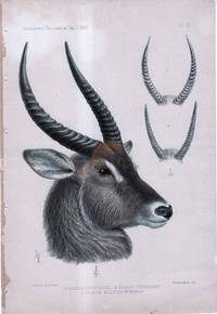 Novitates Zoologicae. A Journal of Zoology in Connection with the Tring Museum. Volume II. PLATE IV ONLY: Cobus Penricei, Cobus Defassus, Cubus Ellipsiprymnus (Antelope)